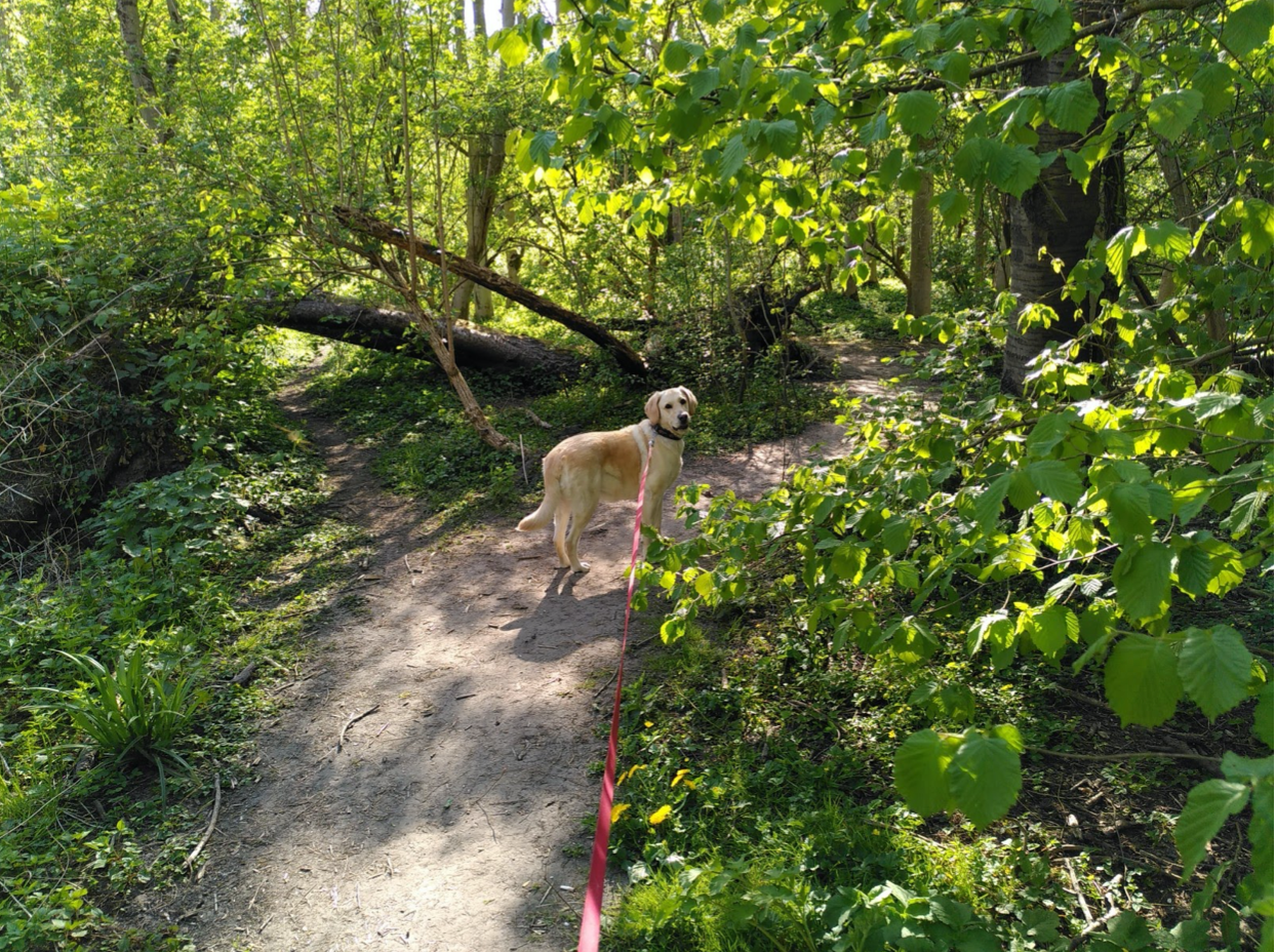 Arbejd hjemmefra bedst muligt under Corona krisen